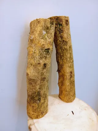 Elegante Madera Boj Buxo Buxus