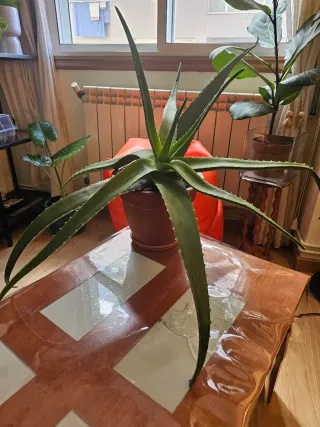 Planta Aloe Vera Grande