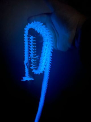 Dragão articulado azul 90cm fluorescente