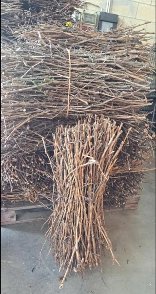 Gavillas de sarmientos para leña