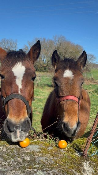 Guardería de mascotas