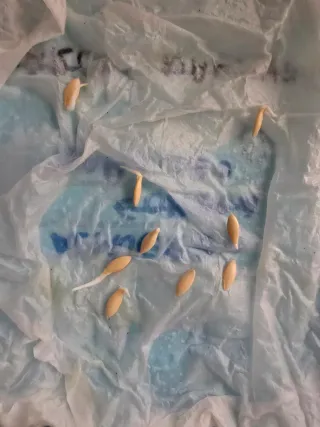 10 semillas de pepino Marketmore ecológico