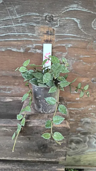 Hoya Kroniana Silver