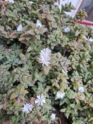 Drosanthemum bianco