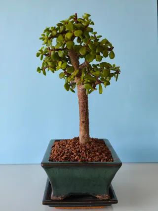 Portulacaria Afra Bonsai
