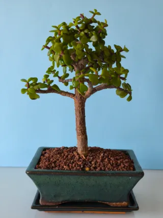 Portulacaria Afra Bonsai