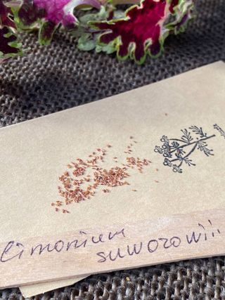 semi Limonium Suworowii  resiste al sole