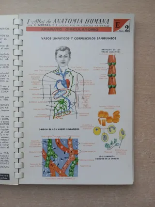 Atlas de la Anatomía Humana.