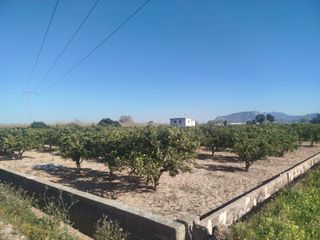 FINCA RUSTICA ALZIRA