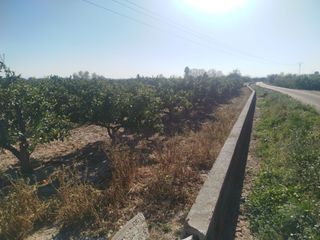 FINCA RUSTICA ALZIRA