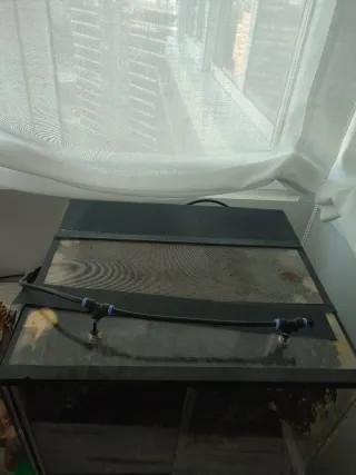 Terrario con plantas y decoración