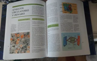 Lote 12 Libros Vox Básica Escolar + Diccionarios