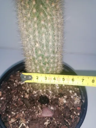 Cactus Antorcha