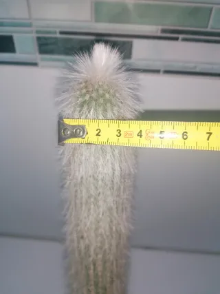 Cactus Antorcha