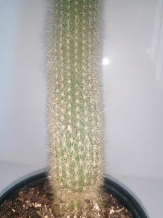 Cactus Antorcha