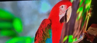 TV Philips OLED 55 55oled707/12