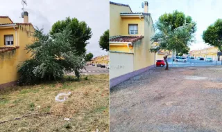 Desbroce de parcelas, fincas, solares....