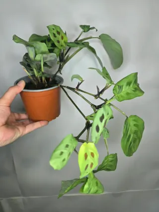 Maranta Leuconeura " Kerchoveana "