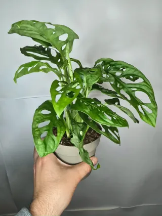 Monstera "Adansonii"