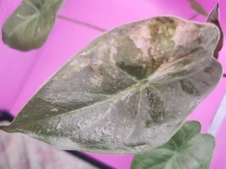 Alocasia Wentii Pink Splash variegata