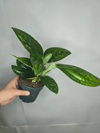 Epipremnum "Marble Planet"
