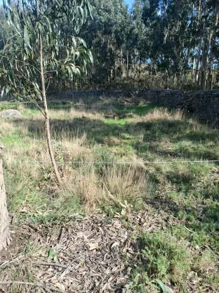 Se alquila parcela natural al lado de Coruña