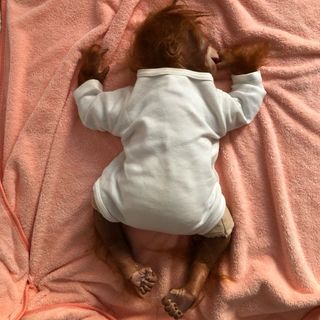 Bebé Chimpancé Reborn