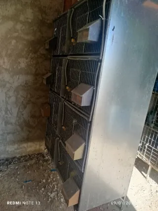 Módulo para palomos 300 negociables