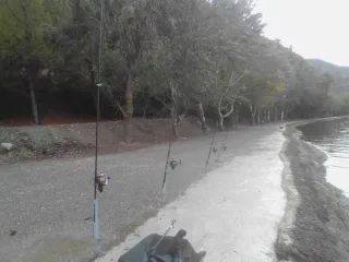 Compañero pesca  zona Mezquinenza