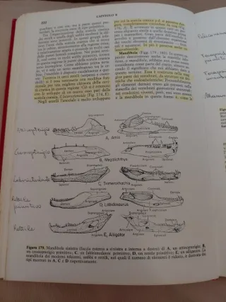 Anatomia comparata dei vertebrati di Alfred Romer