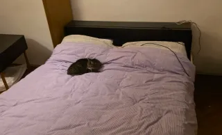 Struttura letto Ikea Malm con comodini