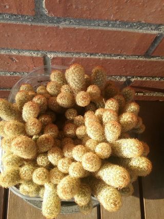 Espectacular Cactus Mammillaria Elegante