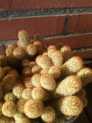 Espectacular Cactus Mammillaria Elegante