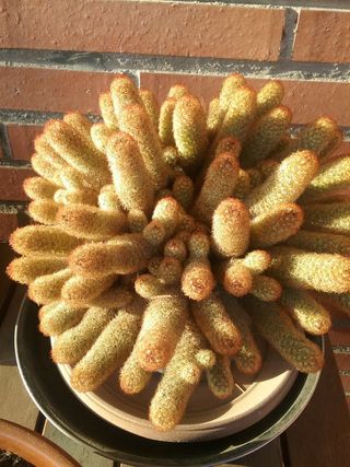 Espectacular Cactus Mammillaria Elegante