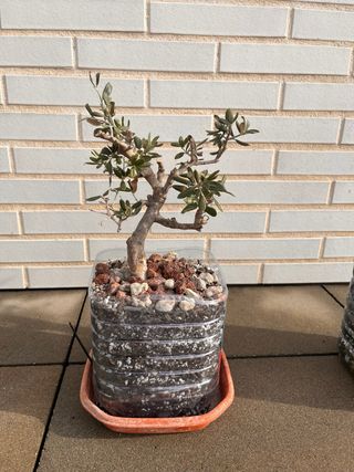 Bonsái Olivo