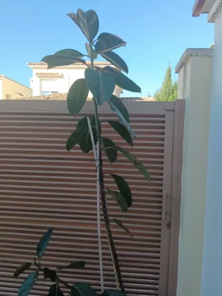 Ficus elástica con maceta