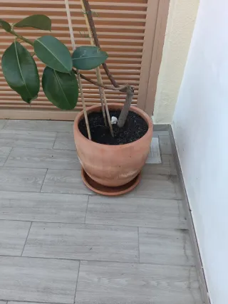 Ficus elástica con maceta