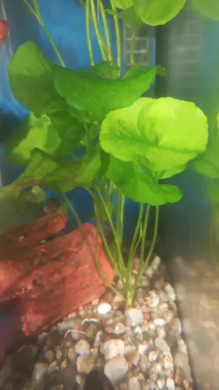 Planta de acuario con raíces