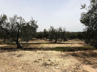 Terreno en venta en Bollullos de la Mitación