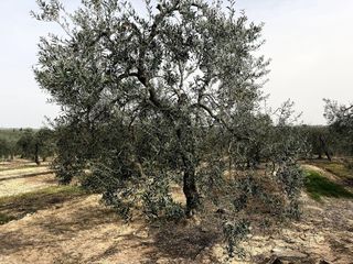 Terreno en venta en Bollullos de la Mitación