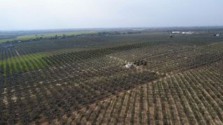 Terreno en venta en Bollullos de la Mitación