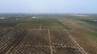 Terreno en venta en Bollullos de la Mitación