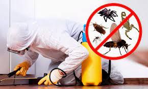 CONTROL DE PLAGAS GRANADA