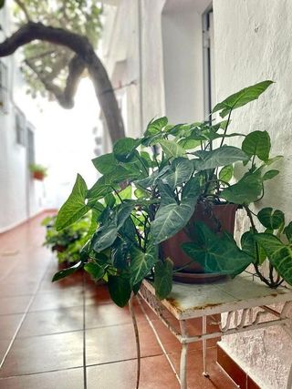 Edificio en venta en Tarifa