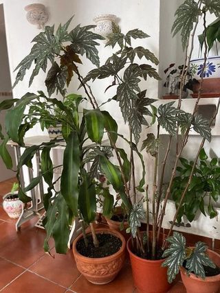 Edificio en venta en Tarifa