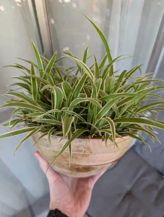 Planta Cinta Blanca en Maceta Decorativa