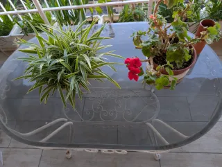 Planta Cinta Blanca en Maceta Decorativa