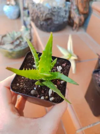 Aloe Híbrido Planta Suculenta