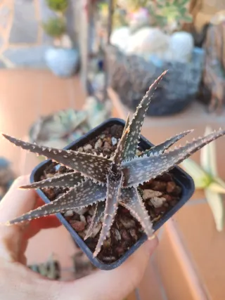 Aloe Híbrido Planta Suculenta