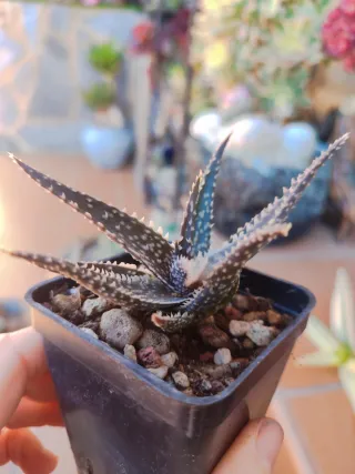 Aloe Híbrido Planta Suculenta